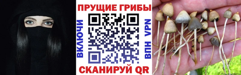 Псилоцибиновые грибы Psilocybe  Купить  Онега 